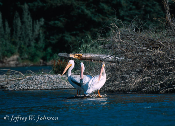 Three Pelicans